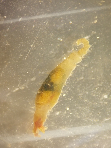 Diplocirrus