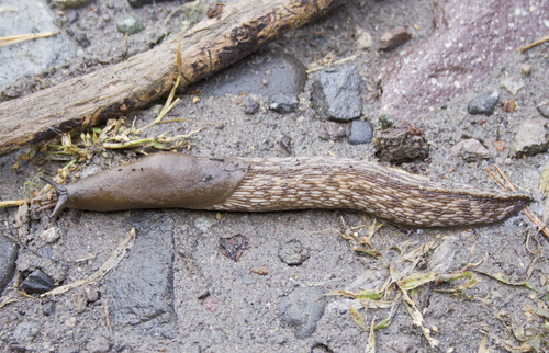 Eumilax brandti