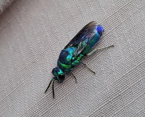 クロバネセイボウ (Chrysis fuscipennis) · iNaturalist