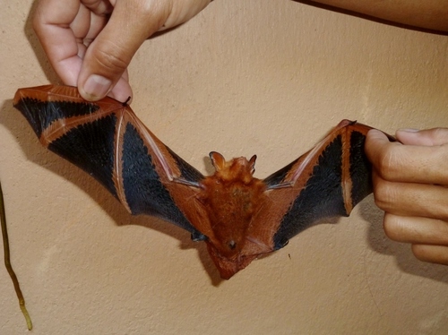 Orange-fingered Myotis (Myotis rufopictus) — Data Deficient Mammalia
