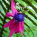 Passiflora longipes - Photo (c) Hernan Dario Bernal, all rights reserved