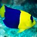 Bicolor Angelfish - Photo (c) Hickson Fergusson, all rights reserved, uploaded by Hickson Fergusson