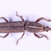 Hormocerus - Photo (c) Vikram Singh, todos os direitos reservados, uploaded by Vikram Singh