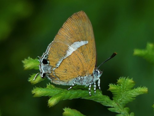 Horaga syrinx (Felder, 1860)