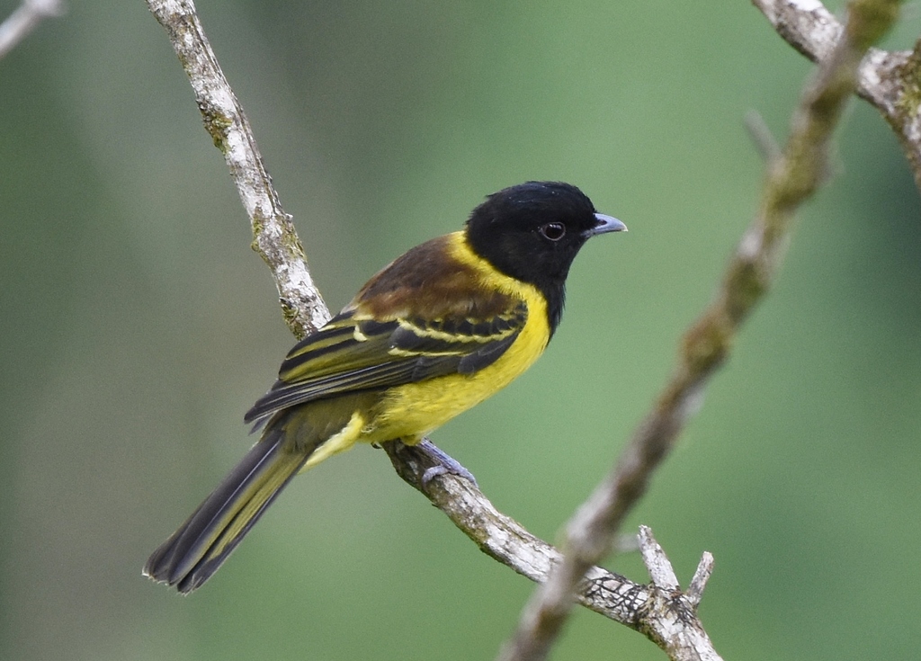 Hooded Berryeater (Carpornis cucullata) photo