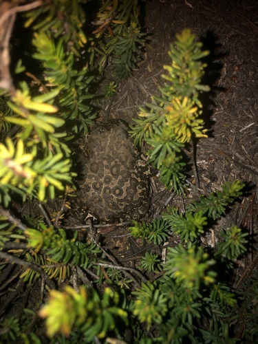 iNaturalist observation photo of Yosemite Toad