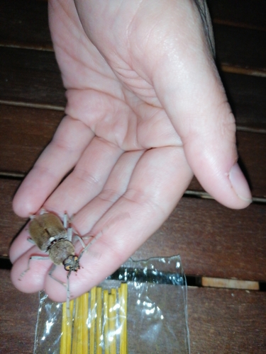 fuzáčovité (Cerambycidae)