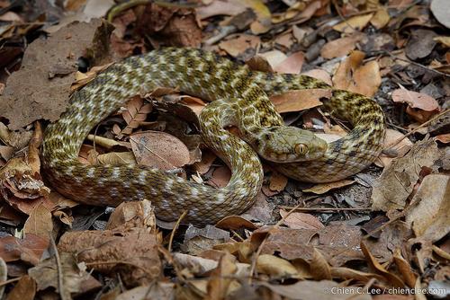Common Madagascar Cat Snake