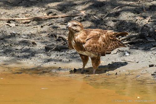 Madagascar Buzzard