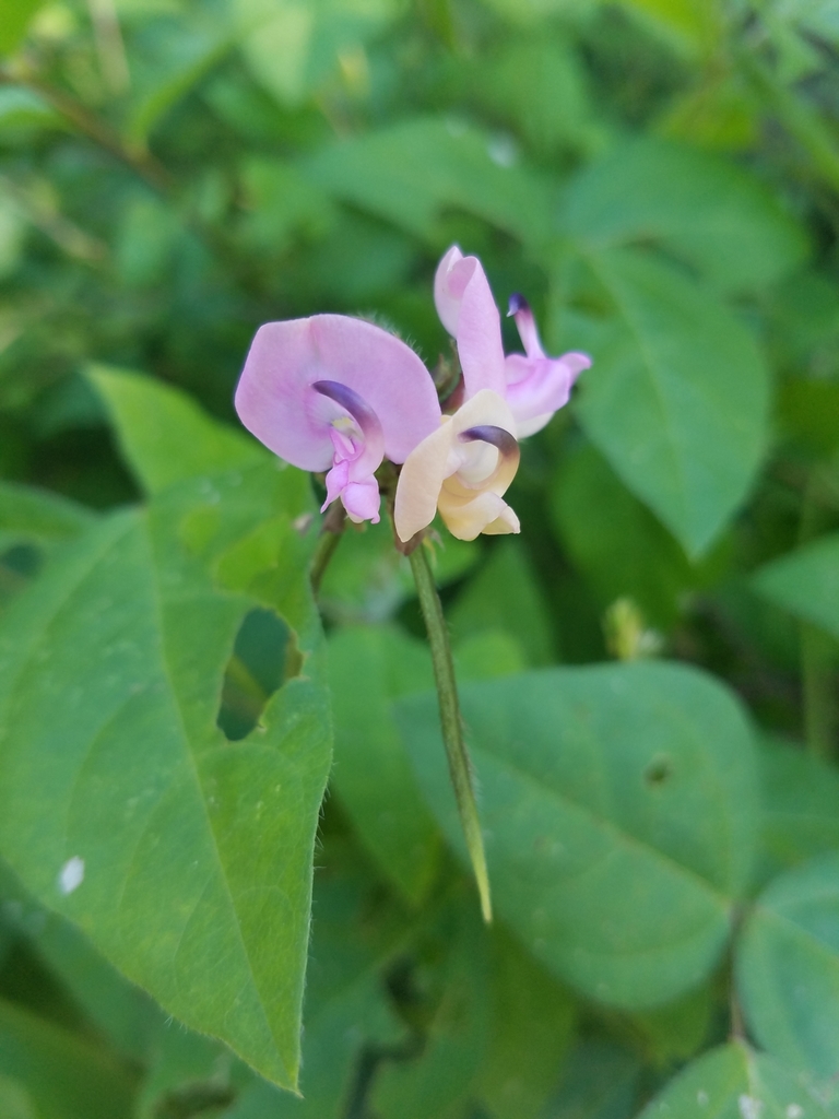 Strophostyles helvola (Strophostyles helvola)