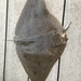 Lessa's Butterfly Ray - Photo (c) Ryan Cooke, all rights reserved, uploaded by Ryan Cooke
