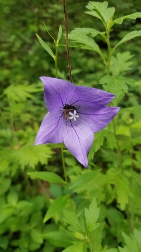 Platycodon