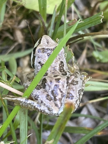 iNaturalist observation photo of Pacific chorus frog