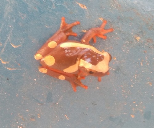 Clown Tree Frog