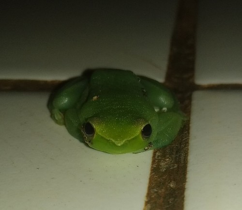 Greater Hatchet-faced Tree Frog