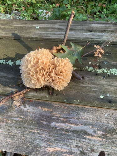 Eastern cauliflower mushroom