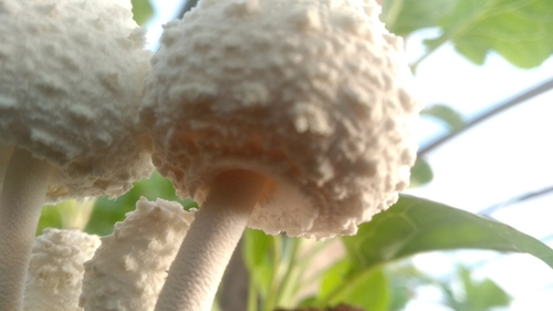 white chalk mushroom