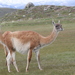 Guanaco - Photo (c) Terry Gosliner, all rights reserved