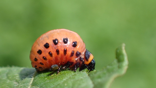 Colorado Potato Beetle