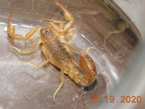 Stripe-tailed Scorpion