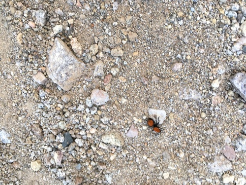 Dasymutilla vestita