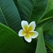 白花雞蛋花 - Photo 由 Akshay Tawale 所上傳的 (c) Akshay Tawale，保留所有權利