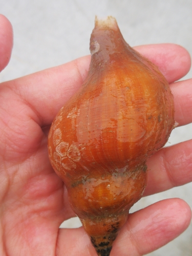 Red Whelk