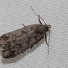 Dark-headed Aspen Leafroller Moth - Photo (c) Ian Davies, all rights reserved, uploaded by Ian Davies