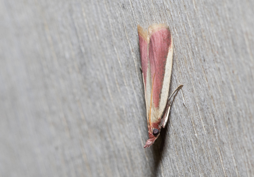 Carmine Snout (Peoria approximella)