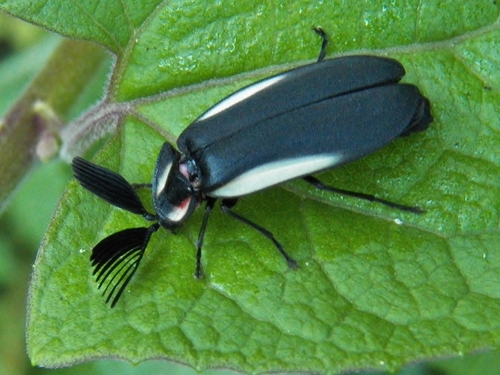 Cladodes illigeri · iNaturalist