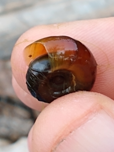 Meadow Ramshorn