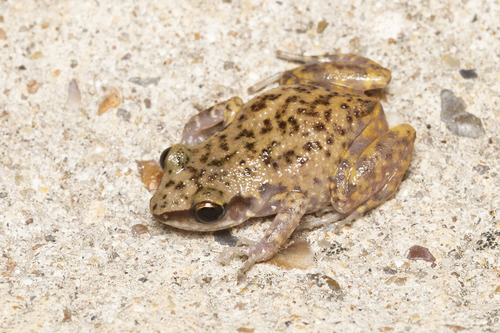 Rio Grande Chirping Frog