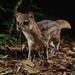 Fossa fossana - Photo (c) Chien Lee, כל הזכויות שמורות, uploaded by Chien Lee