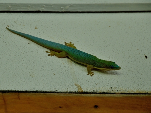Morondava Day Gecko
