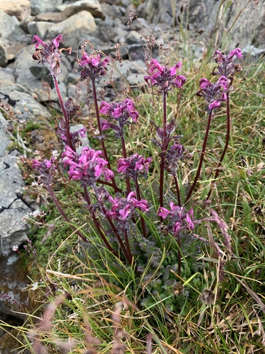 ducksbill lousewort (Pedicularis ornithorhyncha)