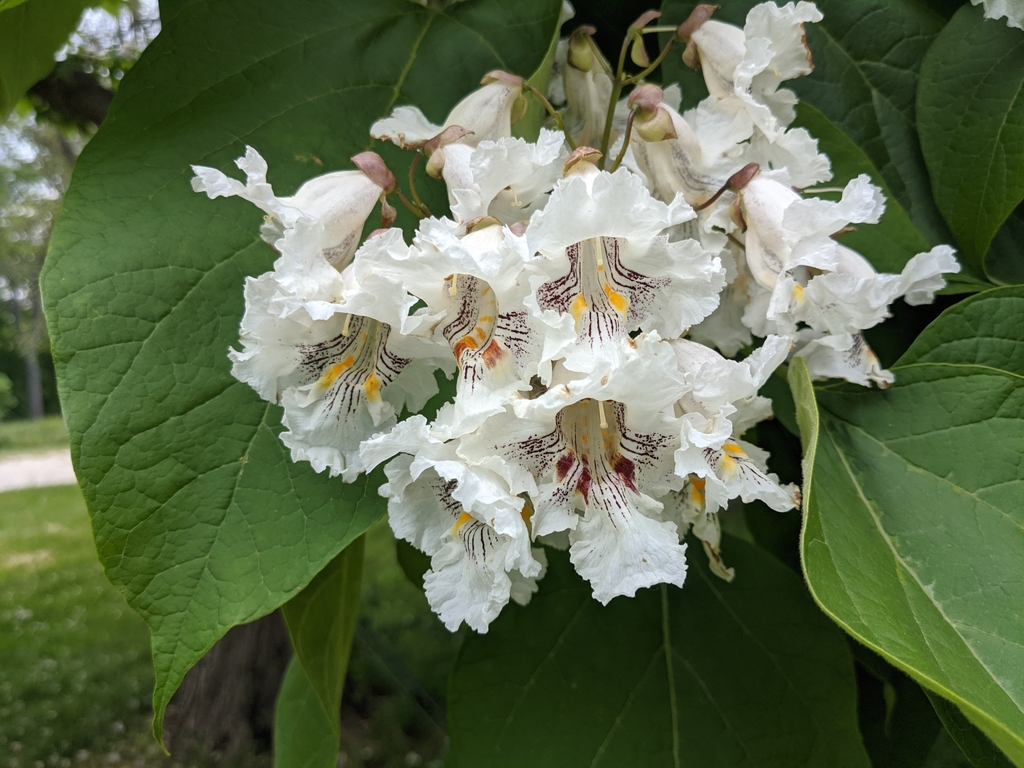 Catalpa speciosa