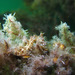 Observation photo