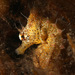 Observation photo