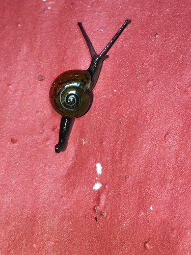 Jumping Snail