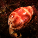 Peppered Cowrie - Photo (c) James Peake, all rights reserved, uploaded by James Peake