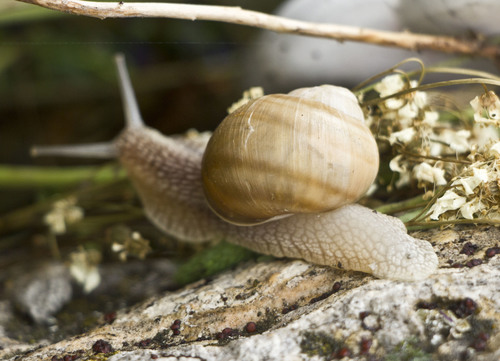 Helix lutescens