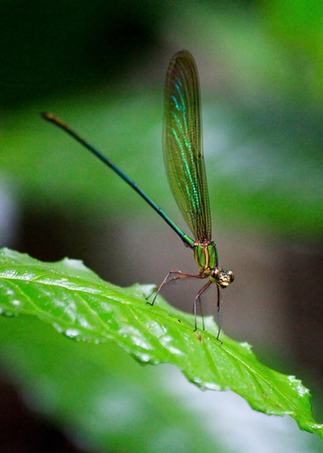 Madagascar demoiselle