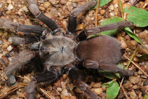 Lesser Goa Mustard Tarantula (Thrigmopoeus truculentus) · iNaturalist