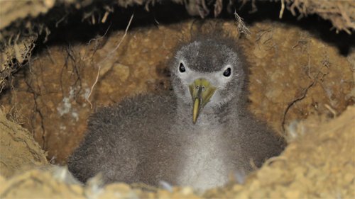Cory's Shearwater