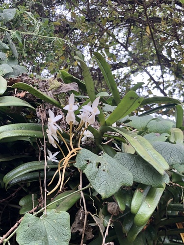 Aerangis thomsonii
