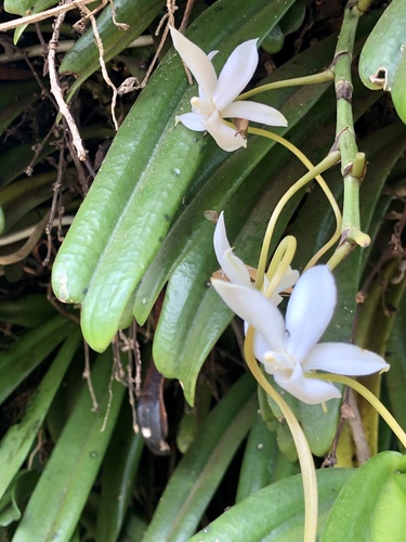 Aerangis thomsonii