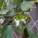 Passiflora cuneata - Photo (c) Hernan Dario Bernal, todos os direitos reservados, uploaded by Hernan Dario Bernal