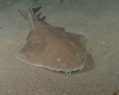 Angel Sharks Genus Squatina INaturalist