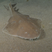 Angel Sharks - Photo (c) James Peake, all rights reserved, uploaded by James Peake