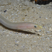 Longfinned Worm Eel - Photo (c) James Peake, all rights reserved, uploaded by James Peake